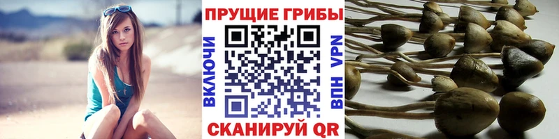 Псилоцибиновые грибы прущие грибы  Ялта 